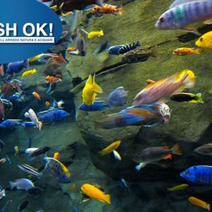 (PTL691142OFF) MALAWI MIX – SMALL 1pz.