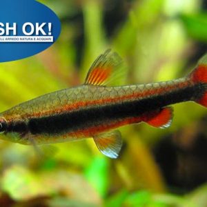 (PTL69911) NANNOSTOMUS BECKFORDI ARIPIRAGENSIS