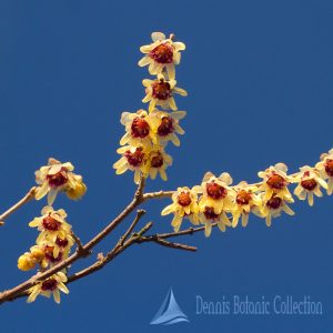 CALICANTO D’INVERNO – CHIMONANTHUS PRAECOX