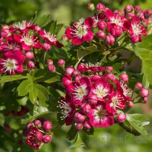 CRATAEGUS X MEDIA (VAR. CRIMSON CLOUD)