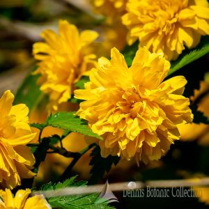 ROSA DEL GIAPPONE (VAR. PLENIFLORA) – KERRIA JAPONICA