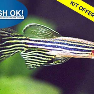 (PTL69427_KIT_BRANCO) BRACHYDANIO RERIO LONG FIN KIT BRANCO 06 PZ.