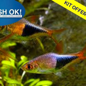 (PTL69433_KIT_BRANCO) RASBORA HETEROMORPHA (Pesce arlecchino) KIT BRANCO N. 06 PZ.