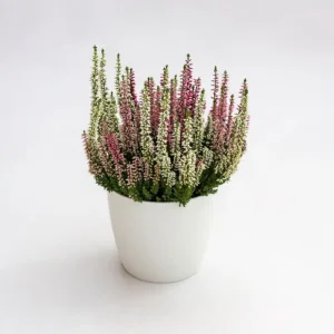 Piante mellifere: Calluna Vulgaris 18cm