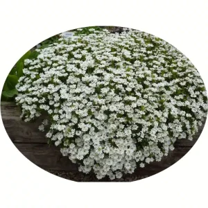 Piante mellifere: Iberis Lippia, 15-20 cm, erbacea perenne, molto resistente fioritura prolungata