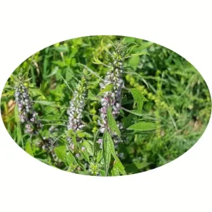 Piante mellifere: Leonurus cardiaca "Grobbebol" 5-10cm, erbacea perenne, ornamentale