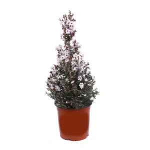 Piante mellifere: Manuka Leptospermum Scoparium, 60-80cm arbusto sempreverde