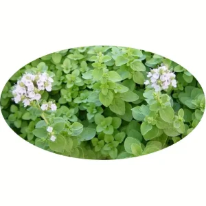 Piante mellifere: Origanum Majorana 15-20cm,